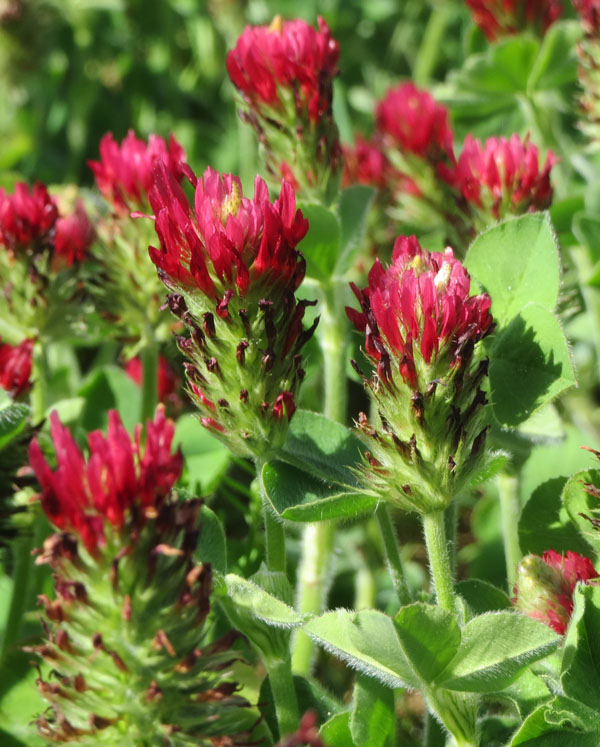 Blodkløver - Trifolium incarnatum